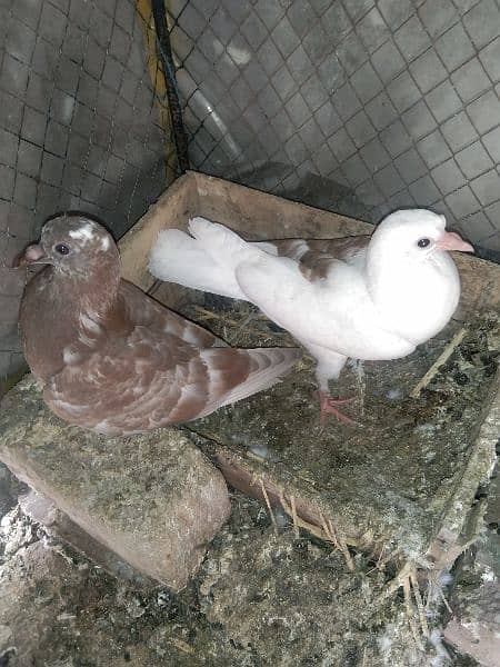 pigeon child couple 2
