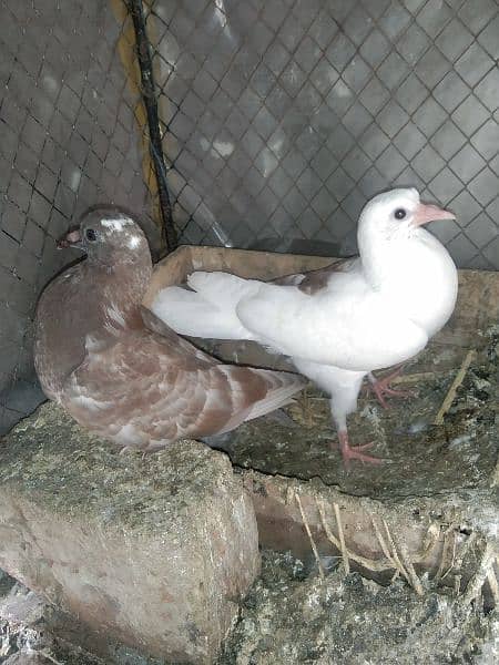 pigeon child couple 4