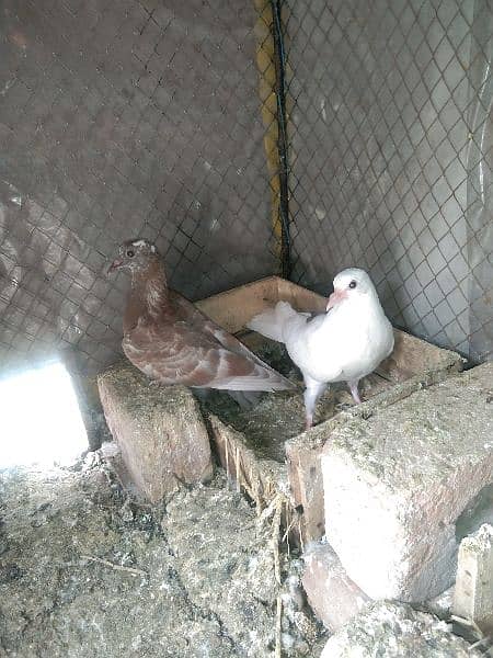 pigeon child couple 6