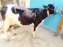 Frizan Cow 14+ milk