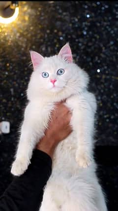 Male cat - blue eyes white male cat