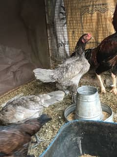 kurak aseel hens are available for sale 0