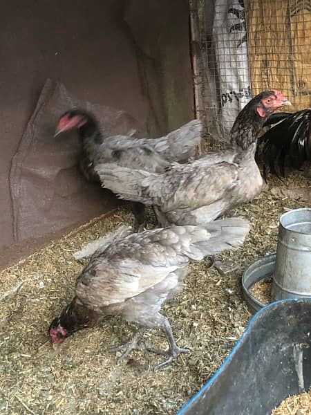 kurak aseel hens are available for sale 1