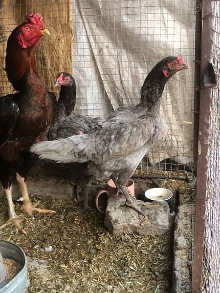 kurak aseel hens are available for sale 2