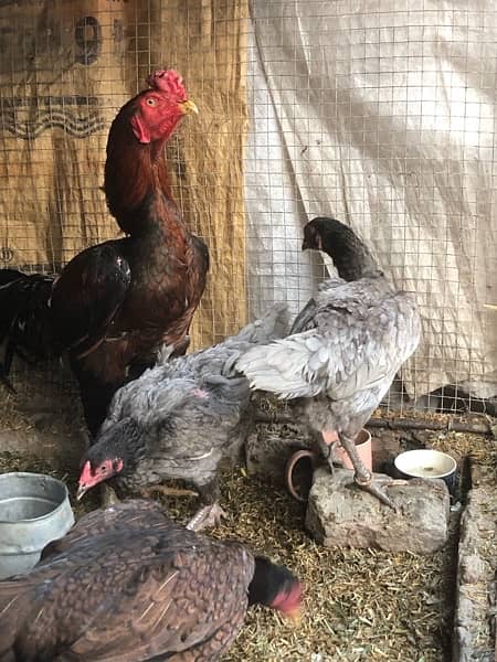 kurak aseel hens are available for sale 3