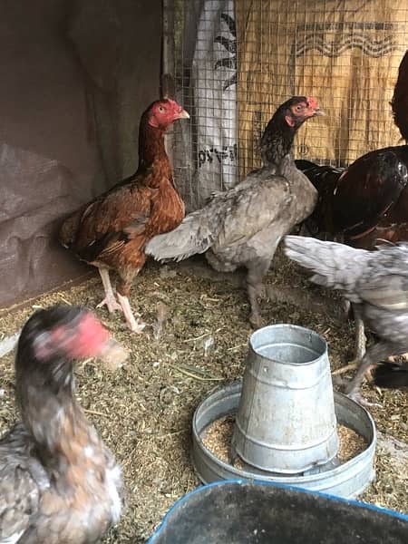 kurak aseel hens are available for sale 4