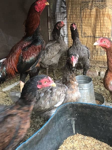 kurak aseel hens are available for sale 5