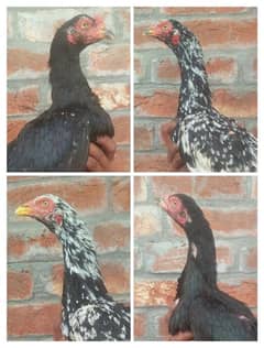 Black Aseel hens for sale