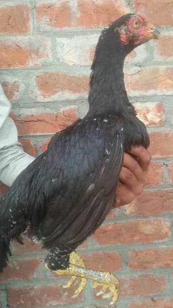 Black Aseel hens for sale 1