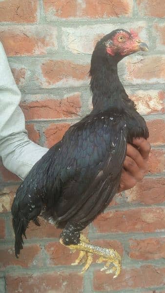 Black Aseel hens for sale 2