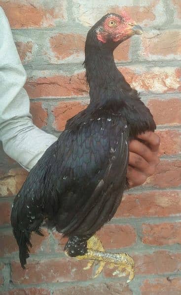 Black Aseel hens for sale 6