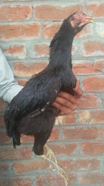 Black Aseel hens for sale 7
