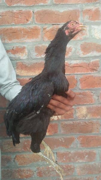 Black Aseel hens for sale 8