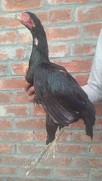 Black Aseel hens for sale 10