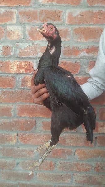 Black Aseel hens for sale 11