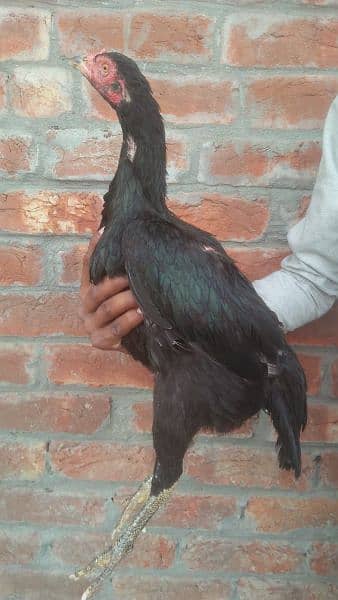 Black Aseel hens for sale 12