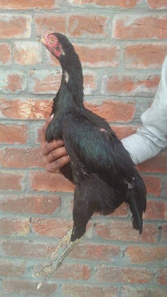 Black Aseel hens for sale 13