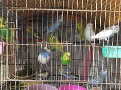 budgie Parrot for sale 0