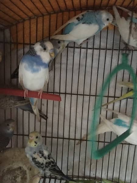 budgie Parrot for sale 1