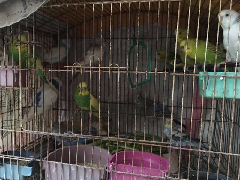 budgie Parrot for sale 2