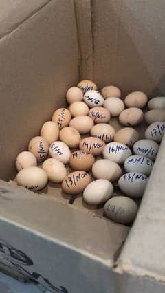 100% fertile eggs for sale - Australorp