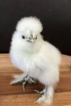 3months age light Sussex White polish heavy buffs aseel chicks