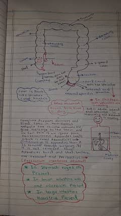A-level Biology notes
