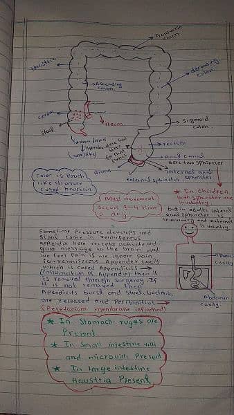 A-level Biology notes 0