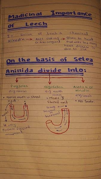 A-level Biology notes 1