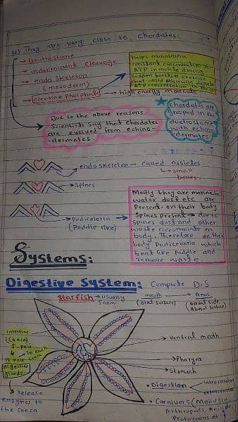 A-level Biology notes 2