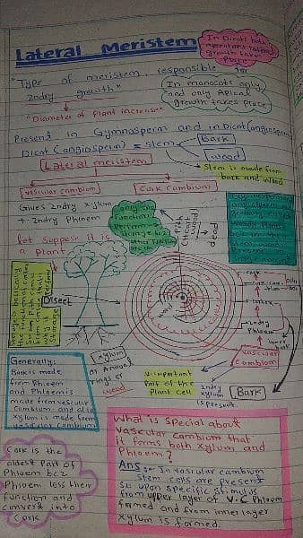 A-level Biology notes 3