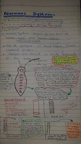 A-level Biology notes 4