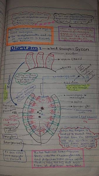 A-level Biology notes 5