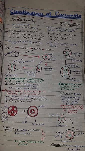 A-level Biology notes 6