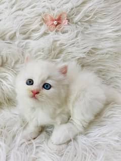 pure white cats