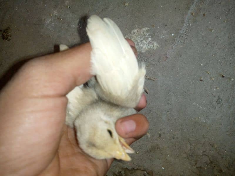 Heera aseel chicks 2