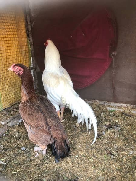 kurak aseel hens are available for sale 6