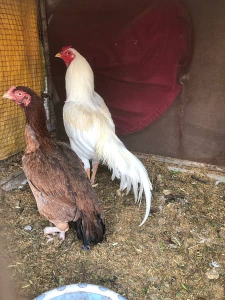 kurak aseel hens are available for sale 7