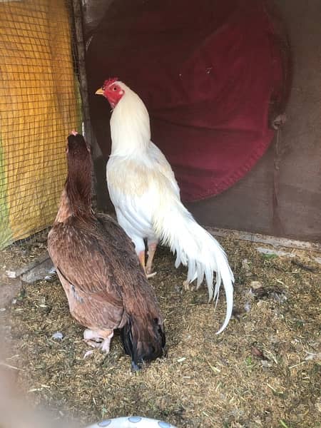 kurak aseel hens are available for sale 8