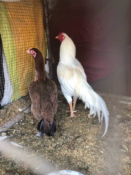 kurak aseel hens are available for sale 9