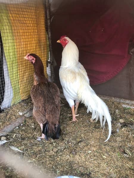 kurak aseel hens are available for sale 10