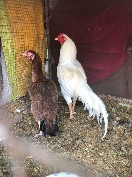 kurak aseel hens are available for sale 11