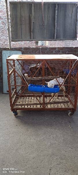 animal iron cage heavy weight 1