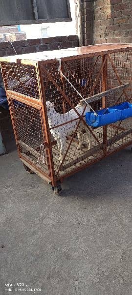 animal iron cage heavy weight 4