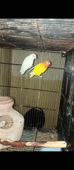 all breeders pair love birds parrot