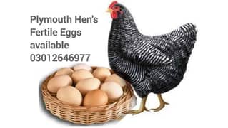 Plymouth Hen's Fertile Eggs 0
