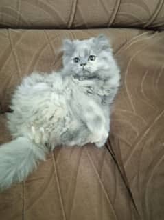 gery Persian kitten