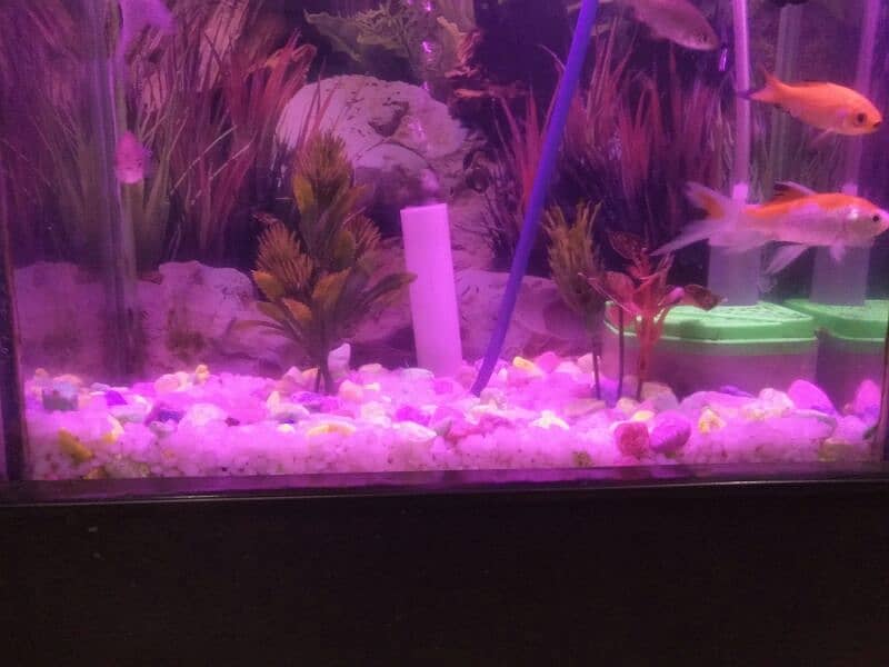 Fish Aquarium For sale with accessories in perfect condition 3