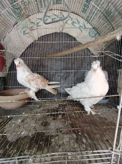Pigeon FrillBack Young Breeder Pair with one Fertile Egg