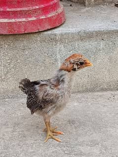 Astrolop , Desi, Misri Chicks available in good price